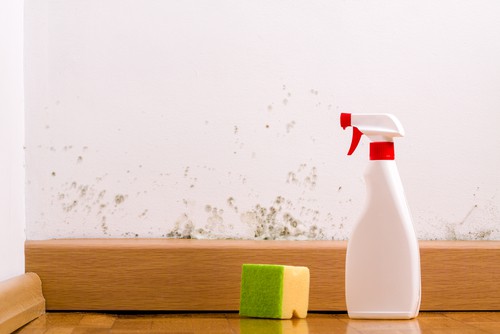 Can Disinfecting Spray Remove Mold