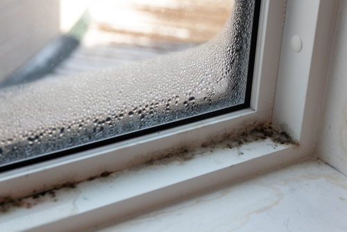 Mold Prevention and Removal A Comprehensive Guide