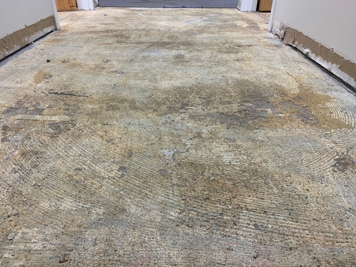 Mold and Mildew Prevention with Carpet Shampooing